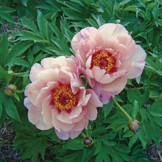 Berry Berry Fine Itoh Peony Thumbnail